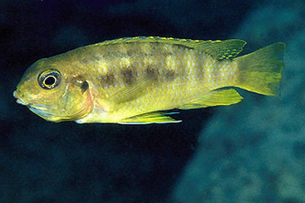 Samica Tropheops sp. Higga (Ngkuyo)