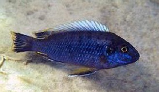 Samiec Tropheops sp. &quot;Spot Fin Lucerna&quot;