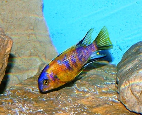 Samiec Tropheops sp. black makonde Marmelade Cat.