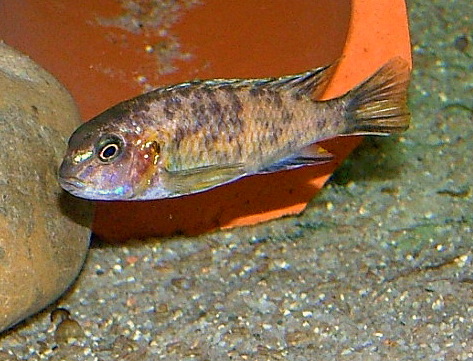 SamicaTropheops sp. black makonde Marmelade Cat..jpg