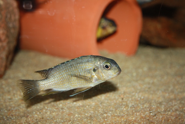 Samica tropheops-red-cheek