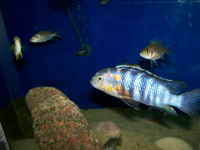 \Samiec i trzy samiczki tropheops-red-cheek.