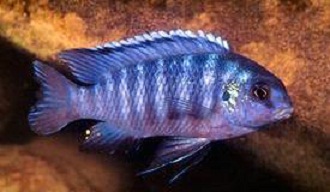 Tropheops sp. Maleri Blue