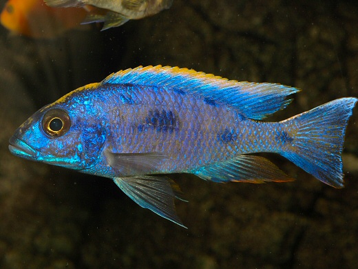 Otopharynx lithobates