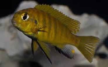 Samiec Tropheops sp. olive (Kirondo)