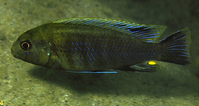 Samica Tropheops sp. Lucerna Fin Spot