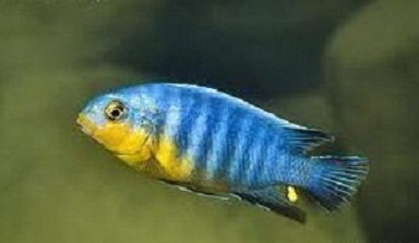 tropheops sp.maleri yellow.jpeg