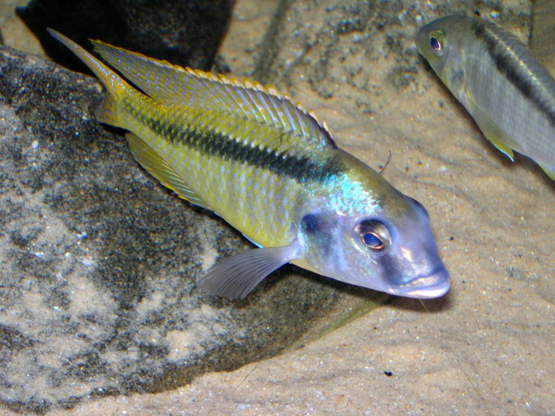 Na pierwszym planie Samiec Mylochromis guentheri.