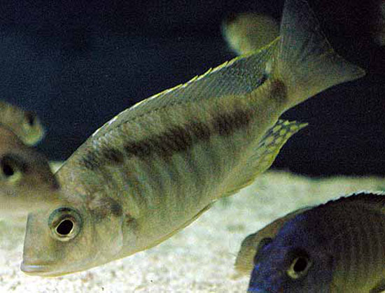 Samica Mylochromis guentheri