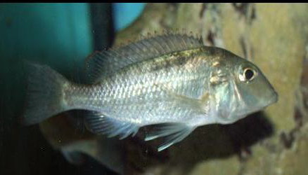 Samica Lethrinops leptodon