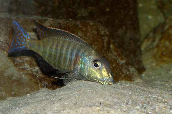 Samiec Lethrinops podczas budowy gniazda