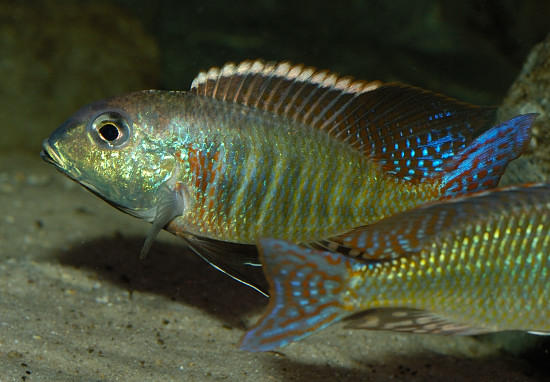 Tarło Lethrinops.