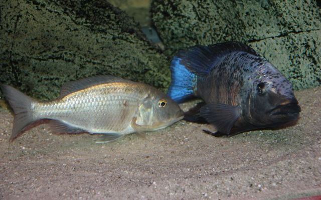 Tarło Fossorochromis rostratus