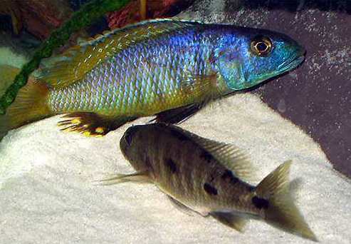 Tarło Exochochromis anagenys