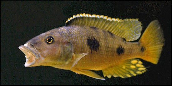 Exochochromis Anagenys