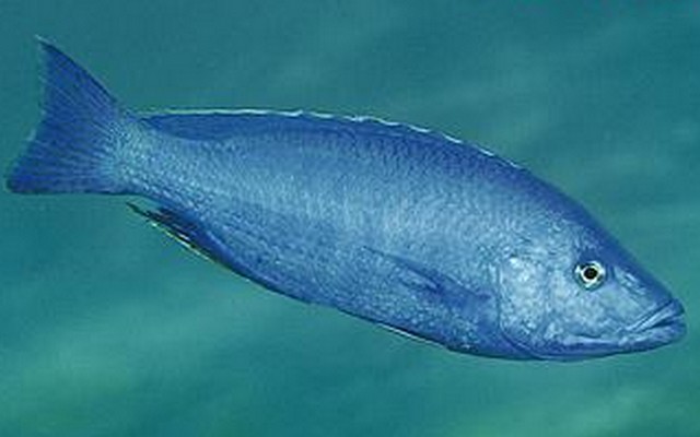 Samiec Dimidiochromis kiwinge