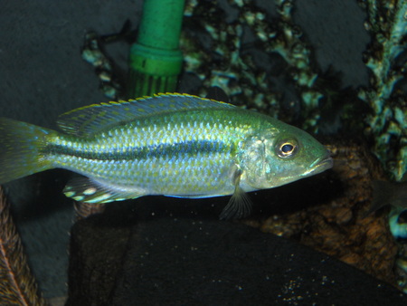 Samica Dimidiochromis kiwinge
