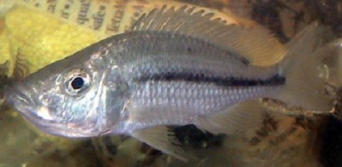 Inkubująca samica Dimidiochromis Strigatus