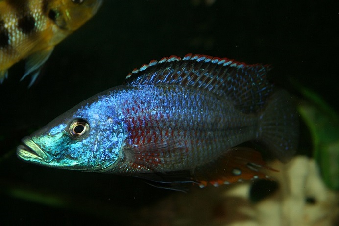 Dimidiochromis strigatus.jpg