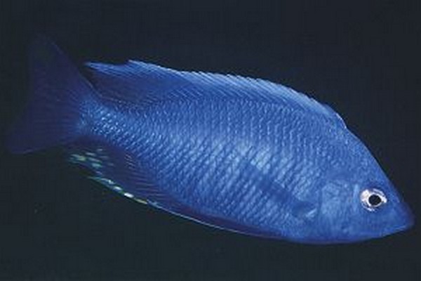 Samiec Copadichromis-quadrimaculatus-Tsano-Rock