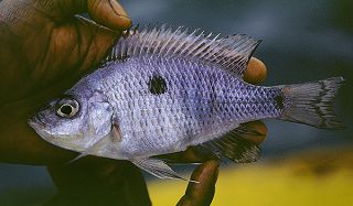 Samica Copadichromis quadrimaculatus, (Reef Jalo)