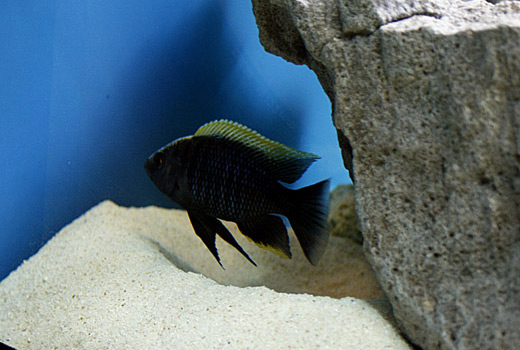 copadichromis_geertsi gome
