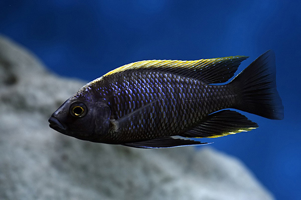 copadichromis_geertsi gome