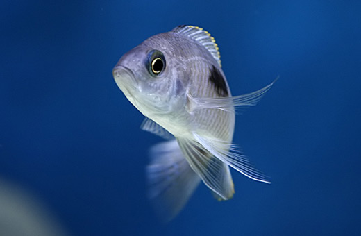 Samica Copadichromis geerts gome