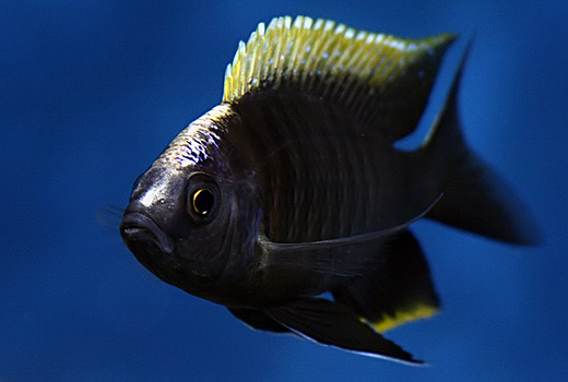 copadichromis geertsi gome