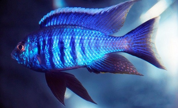Samiec copadichromis azureus