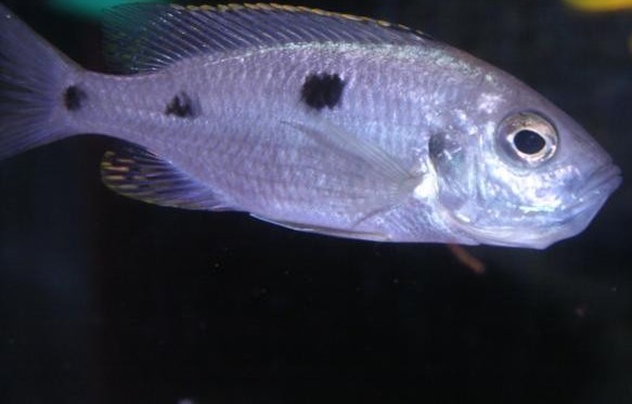 Inkubująca samica copadichromis azureus