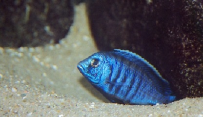 Samiec copadichromis azureus wychyla się z gniazda