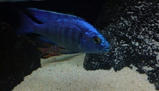Copadichromis Azureus