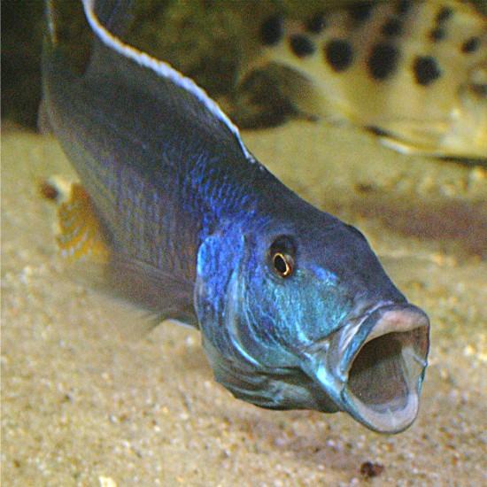 Champsochromis caeruleus