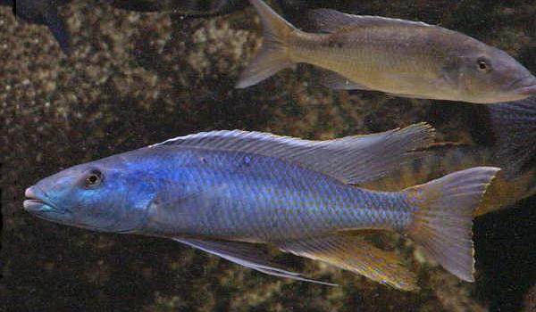 Samiec i samica Champsochromis caeruleus