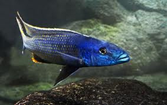 Samiec Champsochromis caeruleus w pełni barw