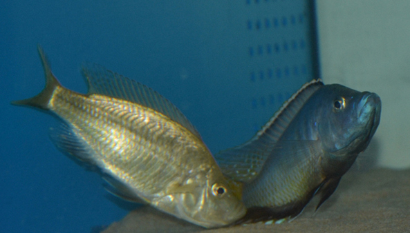 Tarło Caprichromis Orthognathus