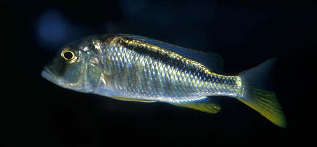Samica buccochromis nototaenia