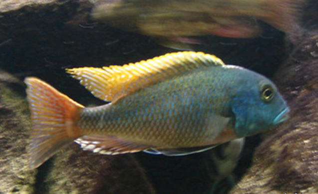 Samiec B.nototania