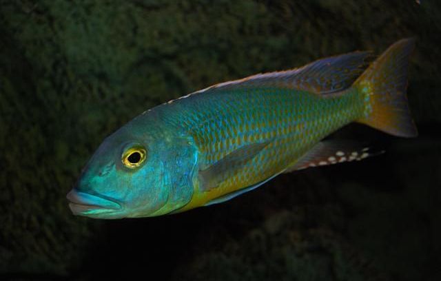 Buccochromis lepturus