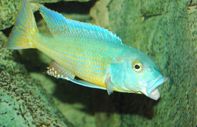 Buccochromis lepturus