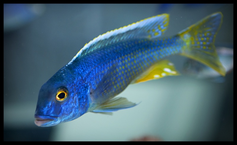 Samiec Buccochromis spectabilis