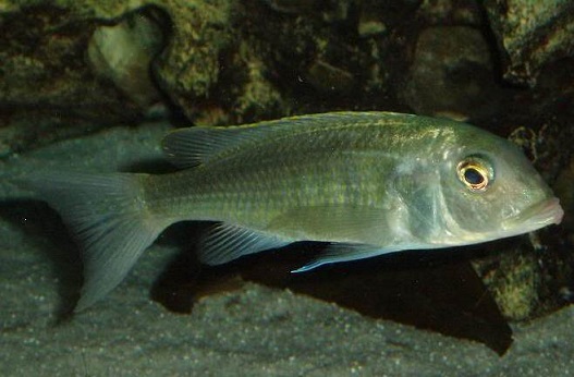 Samica Buccochromis spectabilis