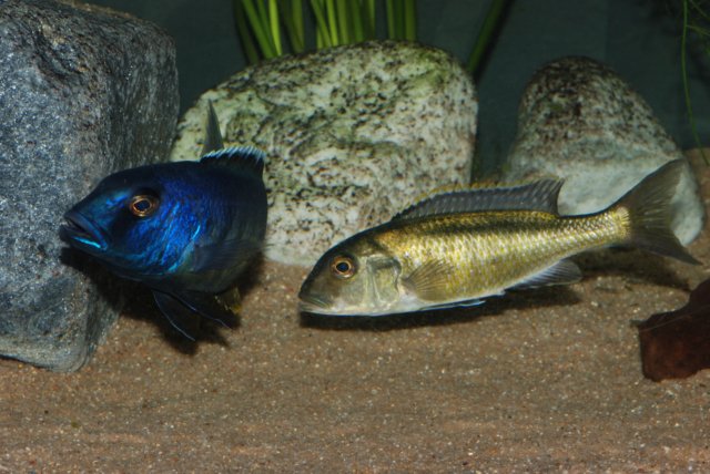 tarło Buccochromis spectabilis