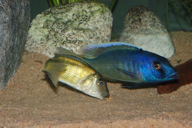 tarło Buccochromis spectabilis