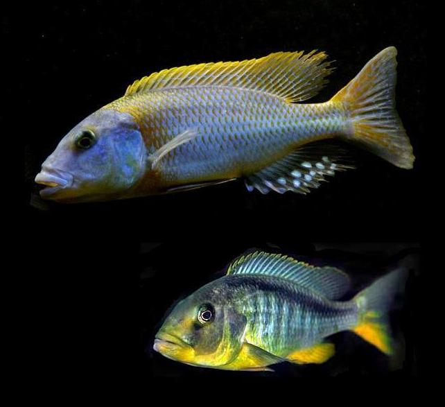 Samiec i samica Buccochromis-rhoadesi