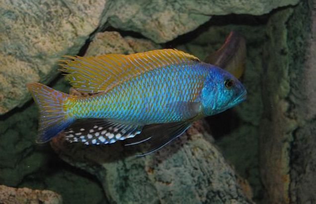 Buccochromis rhoadesi