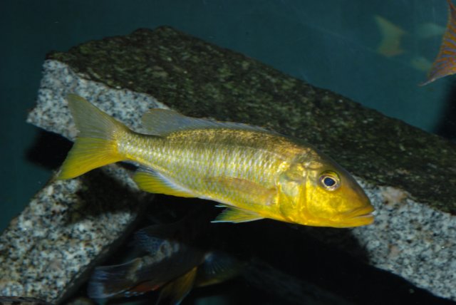 Samica Buccochromis rhoadesi