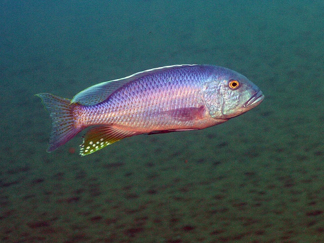 Buccochromis heterotaenia