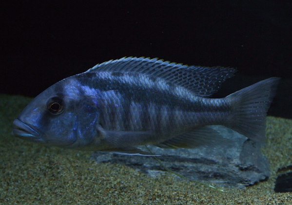 Buccochromis atritaeniatus